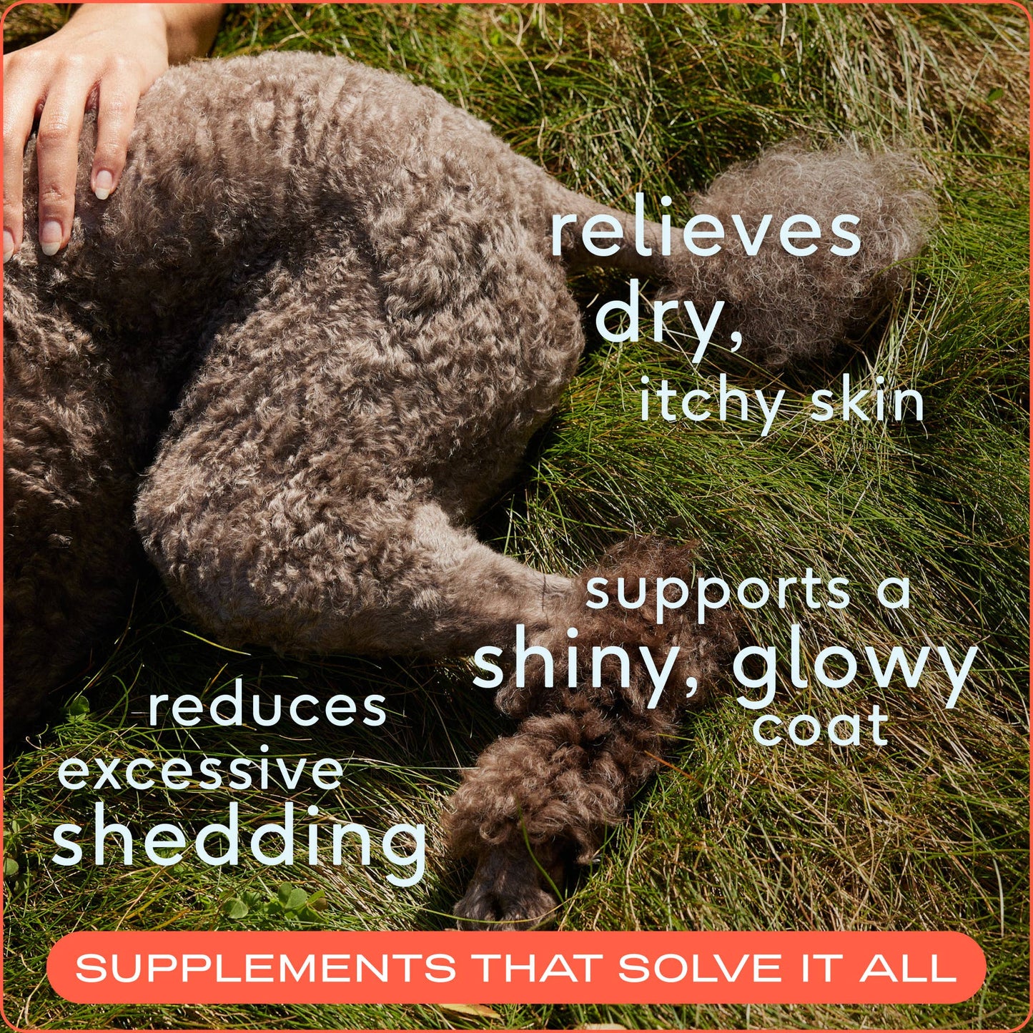Omega-3 Fish Oil, Skin & Coat Health Supplement for Dogs: 8 oz