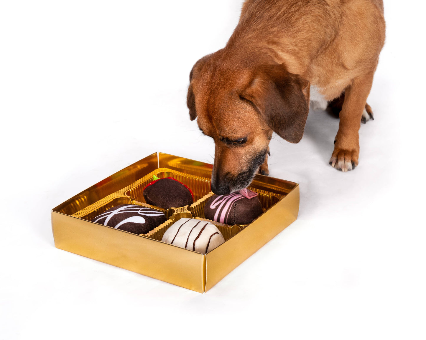 Dogiva Box of Chocolates Valentine's Day Dog Toy