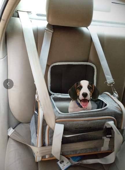 Mr. Peanut's Platinum Series Double Expandable Pet Carrier: Snowflake Gray