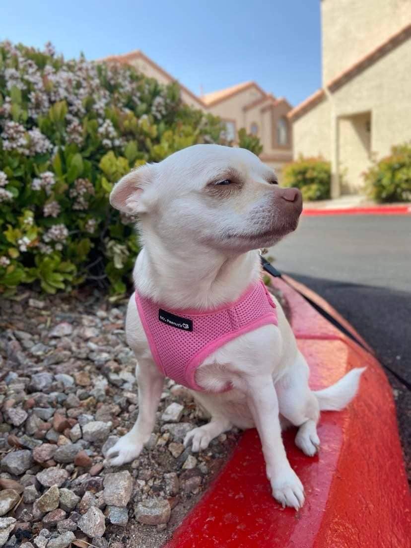 Dog/Cat Soft Mesh Step In Harness