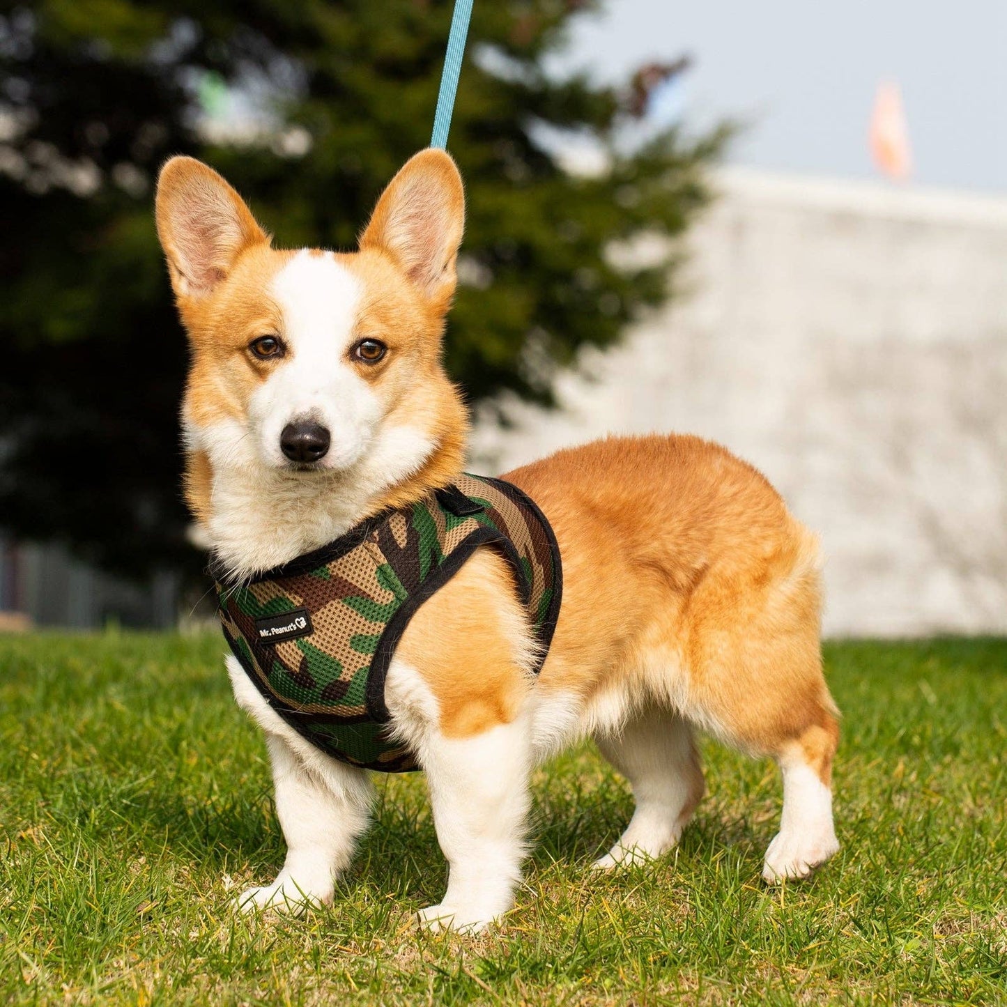 Dog/Cat Soft Mesh Step In Harness