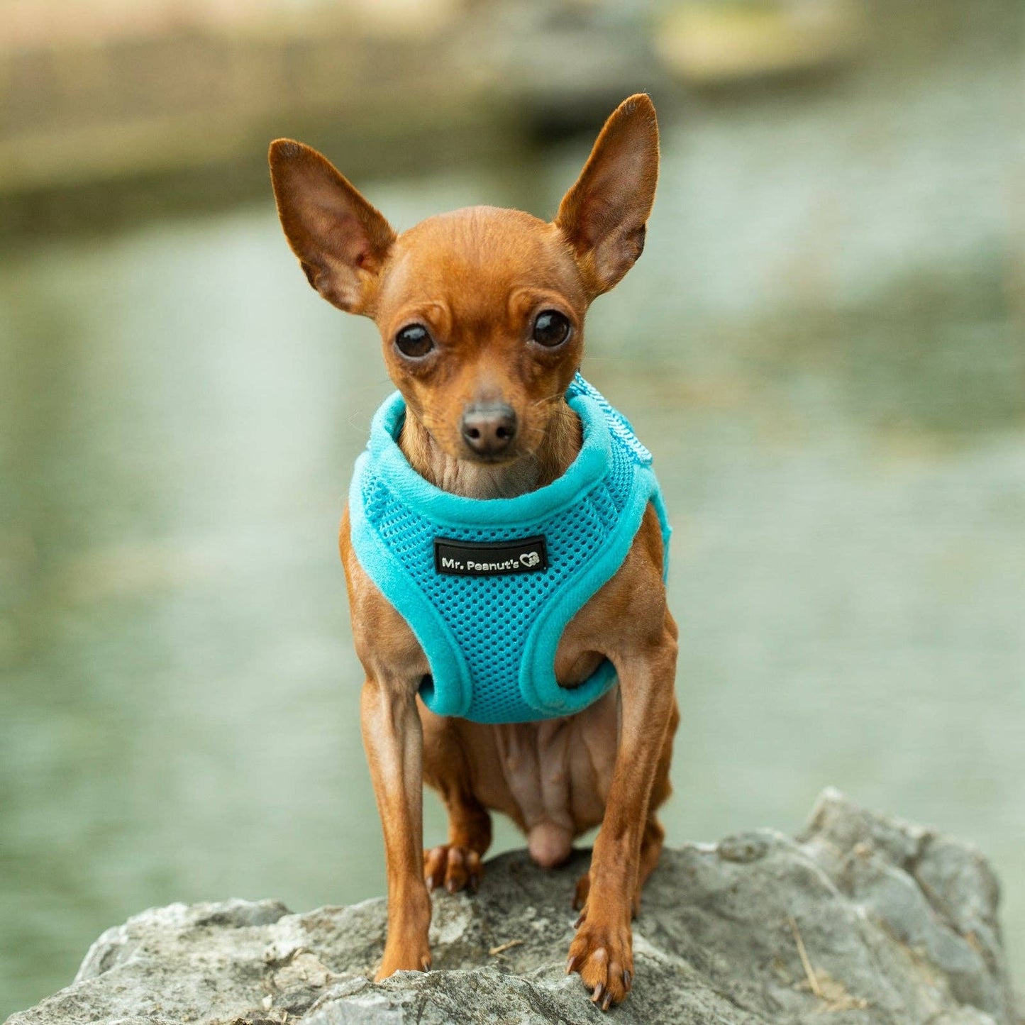 Dog/Cat Soft Mesh Step In Harness