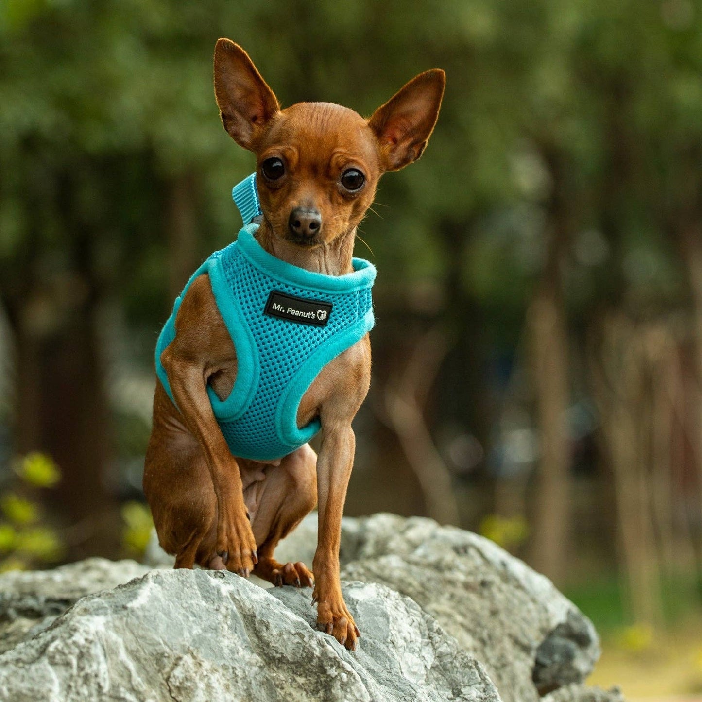 Dog/Cat Soft Mesh Step In Harness