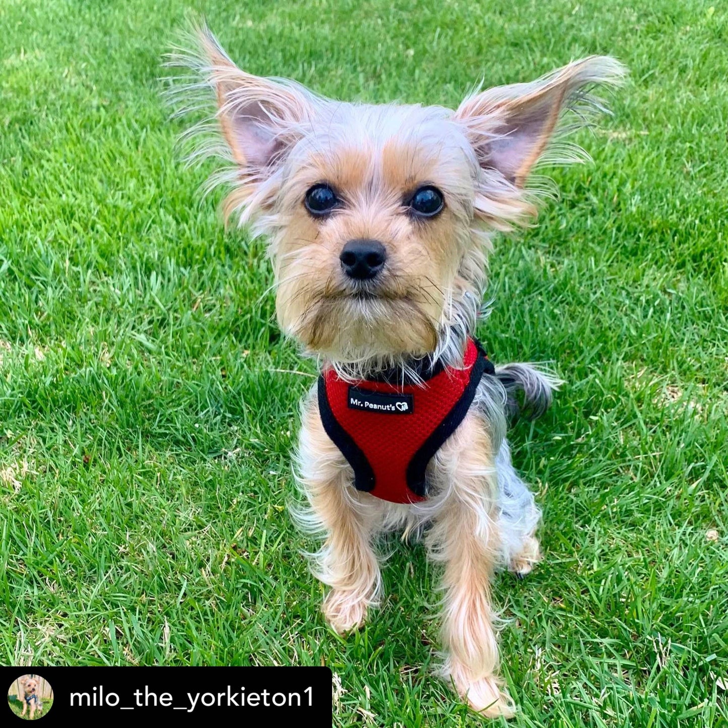 Dog/Cat Soft Mesh Step In Harness