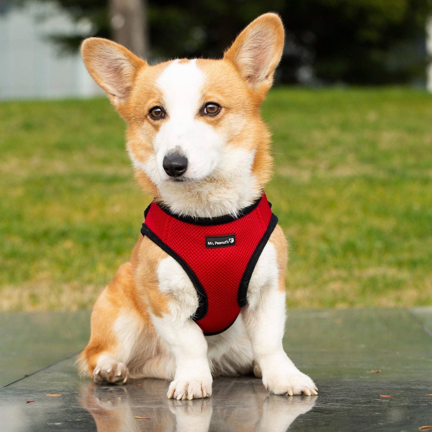 Dog/Cat Soft Mesh Step In Harness