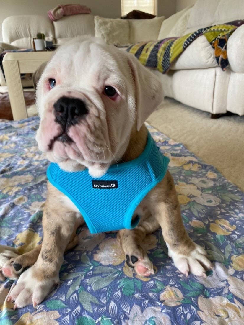 Dog/Cat Soft Mesh Step In Harness