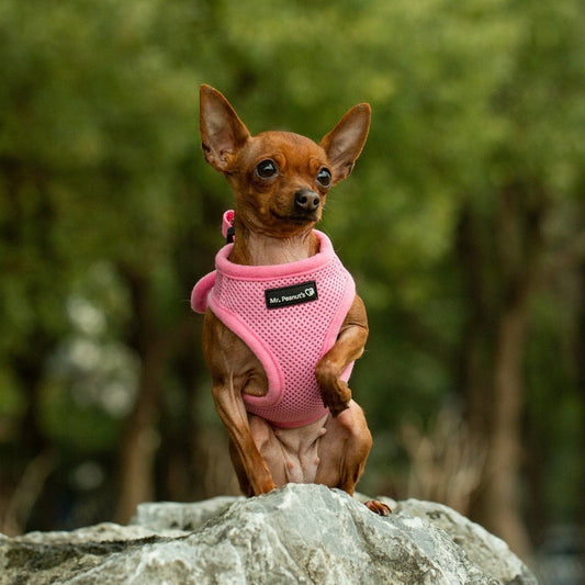 Dog/Cat Soft Mesh Step In Harness